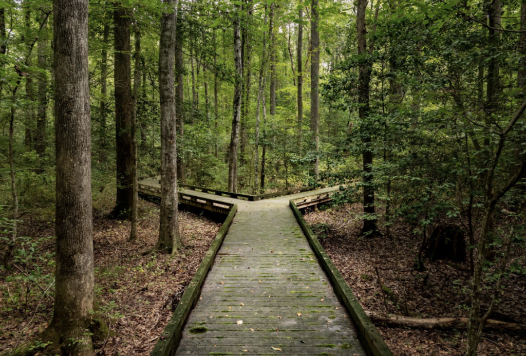 a crossroads in the woods